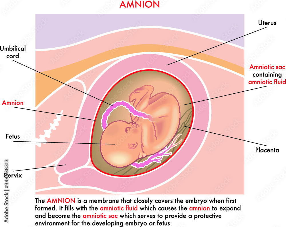 Obraz premium Medical illustration of the amnion with annotations explaining its function during the pregnancy of the woman.