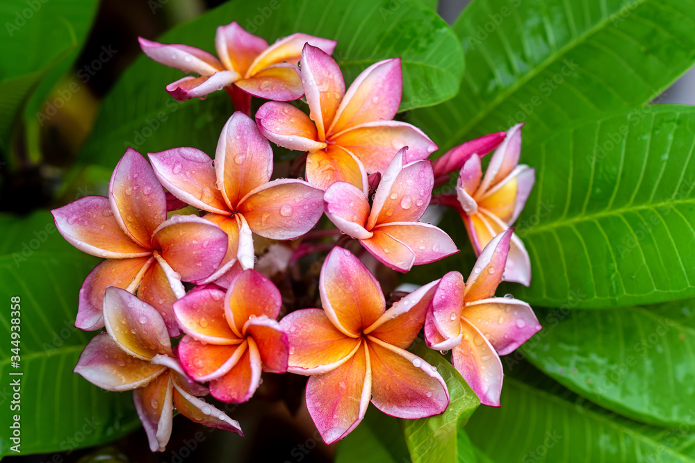Plumeria flower pink yellow and white frangipani tropical flower, plumeria flower blooming on tree, spa flower Plumeria flower pink yellow and white frangipani tropical flower, plumeria flower blooming on tree, spa flower