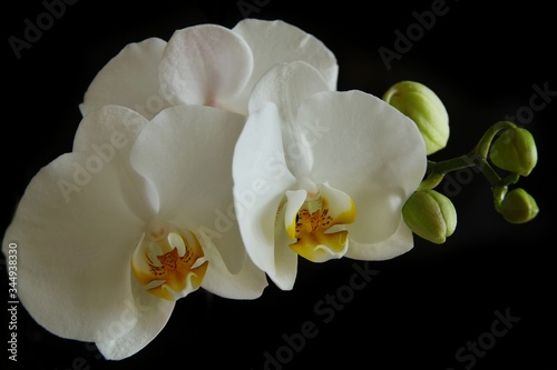 Fototapeta Naklejka Na Ścianę i Meble -  White orchid on black background