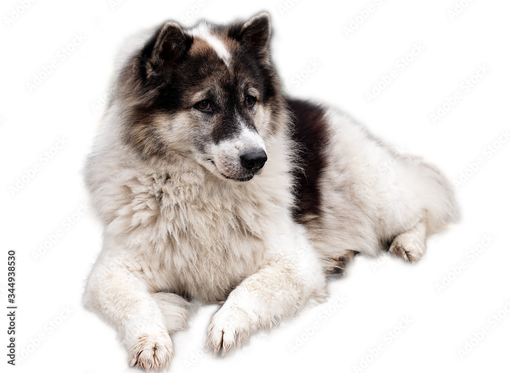 Thai bang-kaew dog on white background with clipping path.