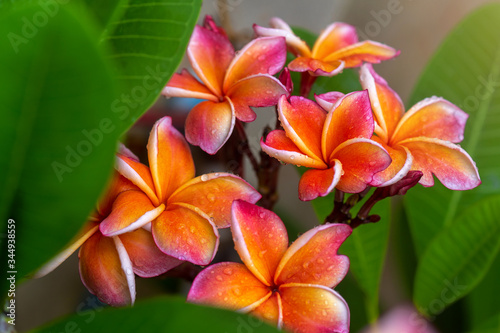 Plumeria flower. pink yellow and white frangipani tropical flower.