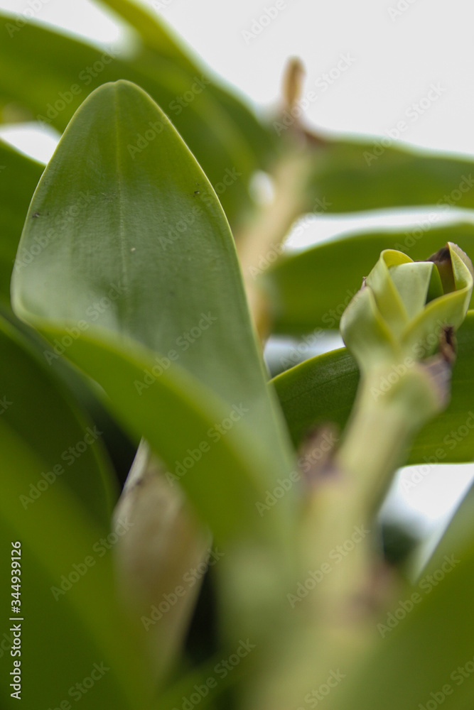 Fototapeta premium close up of orchid stem