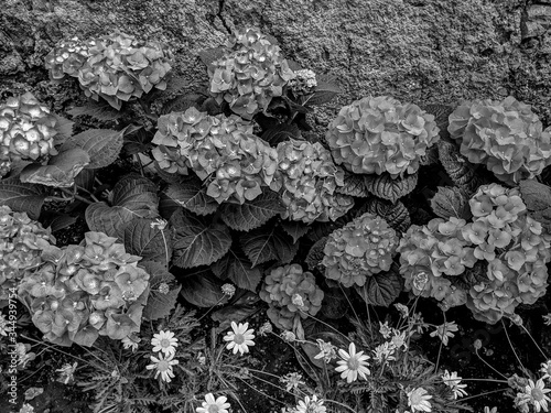 Black and White Photography of A close-up of the colorful flowers of a Hortensia