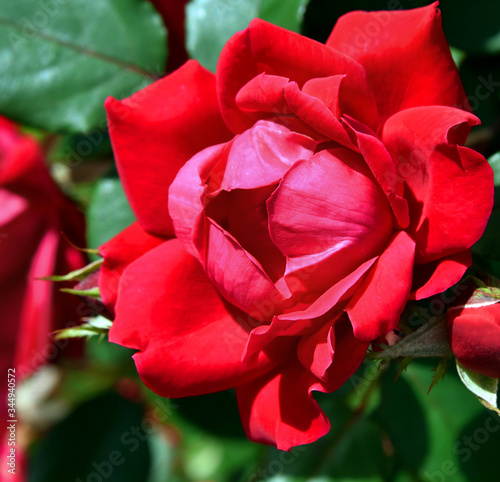 Closeup of Perfect Red Rose