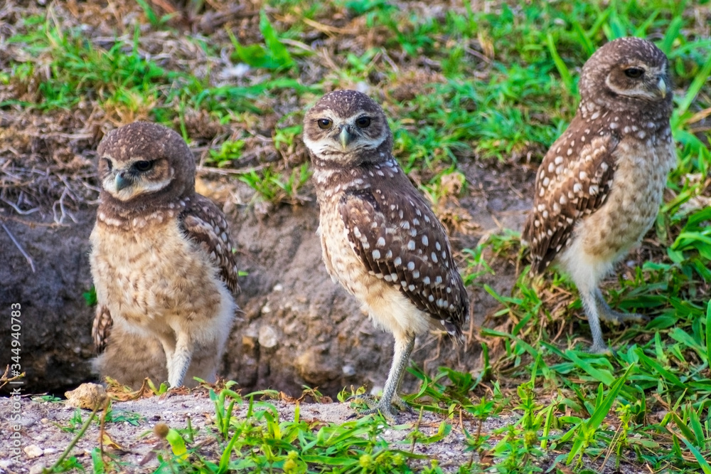 Baby Burrowing Owls portrait , South West Florida Wildlife, Cape Coral, Royalty free image, Protected Species, Bird of prey, Conservation Baby Burrowing Owls portrait , South West Florida Wildlife, Cape Coral, Royalty free image, Protected Species, Bird of prey, Conservation