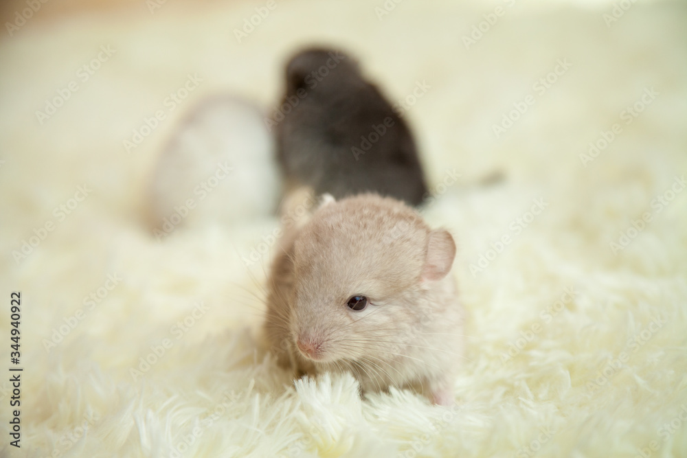 little funny chinchillas 1.5 weeks little funny chinchillas 1.5 weeks