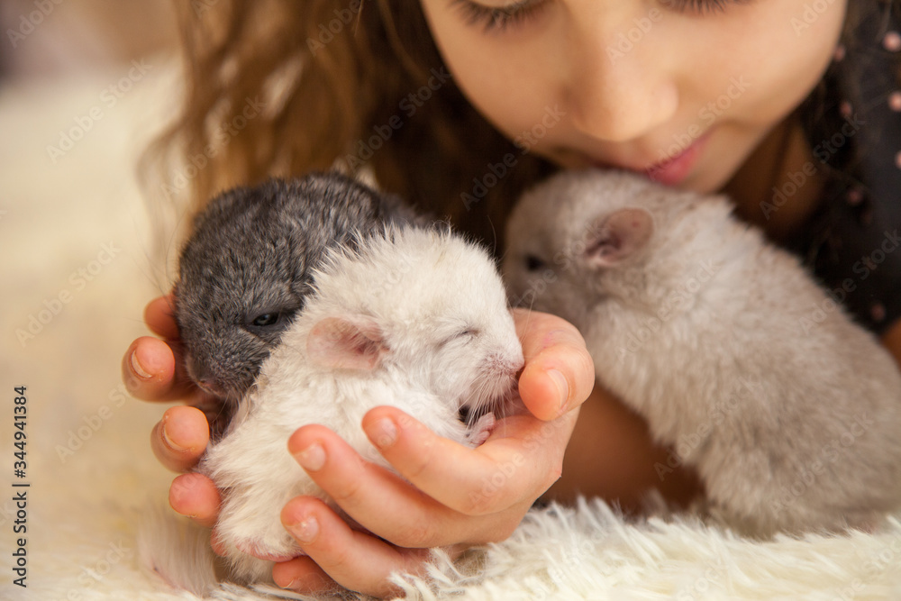Little fluffy chinchilla in the arms Little fluffy chinchilla in the arms