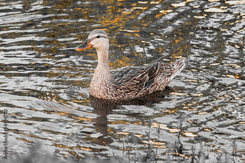 Swimming mother duck, Royalty free stock image, best duck photo, Natural habitat, Bird watching, Wild duck