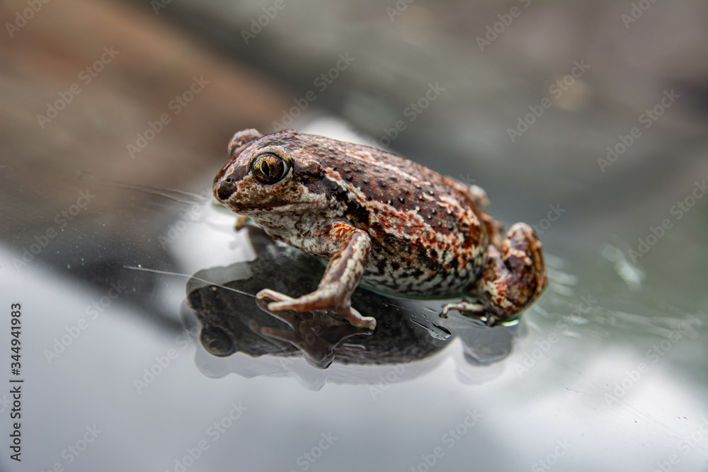Fototapeta premium Green frog sitting on glass