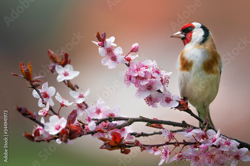 Obraz na plátně Goldfinch, Carduelis carduelis, single bird on blossom
