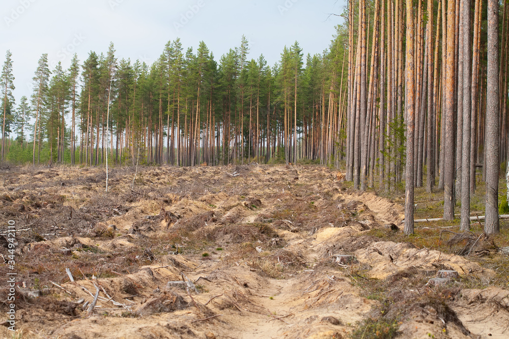 Pine forest. The place of deforestation. Pine trees. Plowed plot of wood after felling. Pine forest. The place of deforestation. Pine trees. Plowed plot of wood after felling.