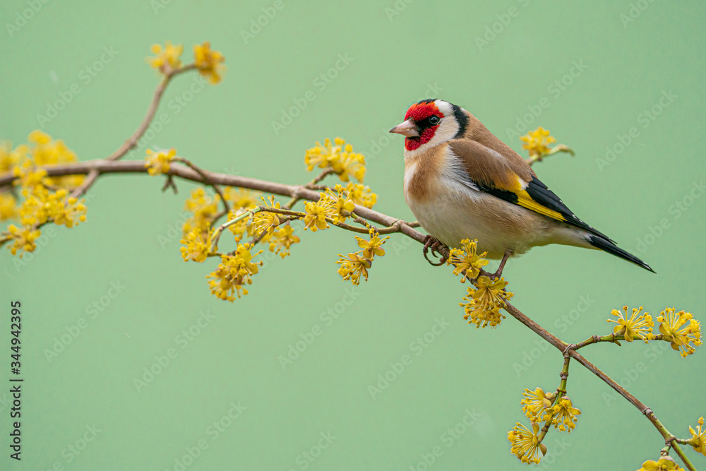 Goldfinch, Carduelis carduelis, single bird on blossom