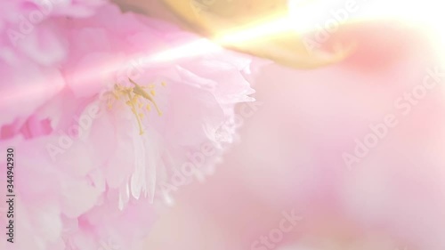Beautiful pink fresh flower blossom, close up