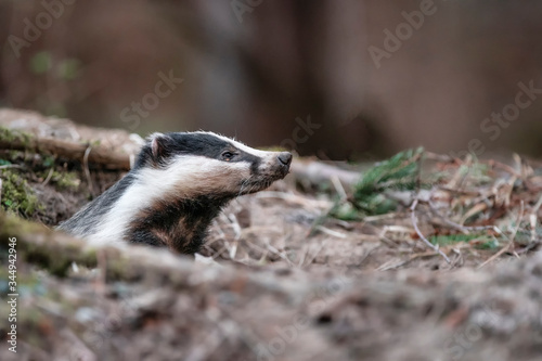 Foto Badger, wild, native, Eurasian badger, scientific name: Meles Meles, emerging from the badger sett with muddy nose covered in earth