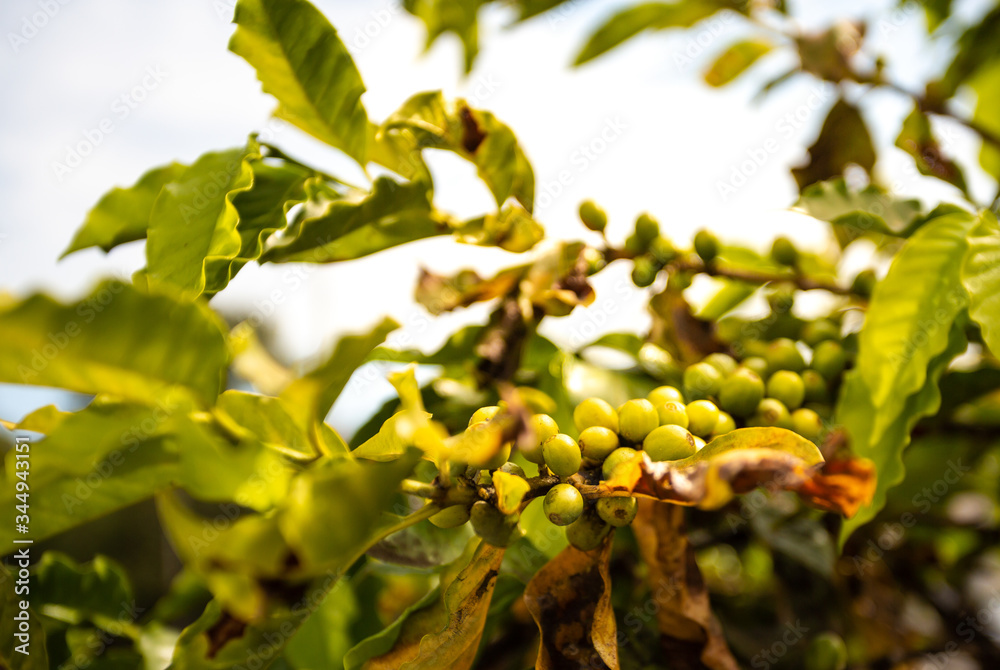 Details of green and ripe Brazilian coffee beans