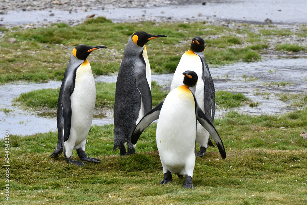 Fototapeta premium King penguin at Fortuna Bay, South Georgia Island