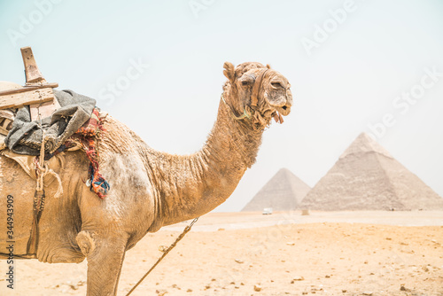 camel in front of the pyramids of giza