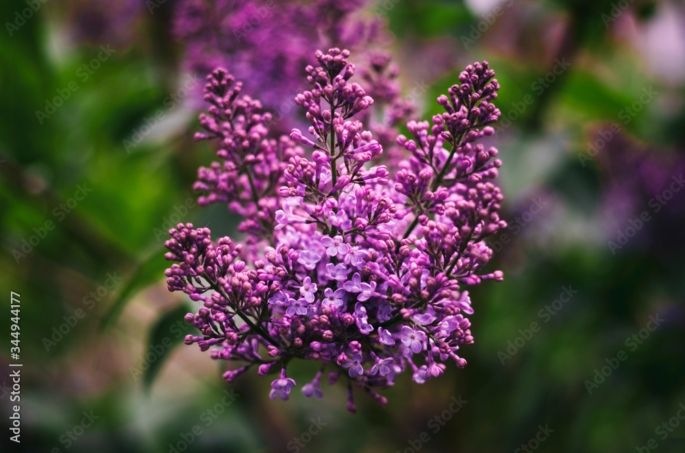 Flowering bush of lilac in green leaves in spring Flowering bush of lilac in green leaves in spring