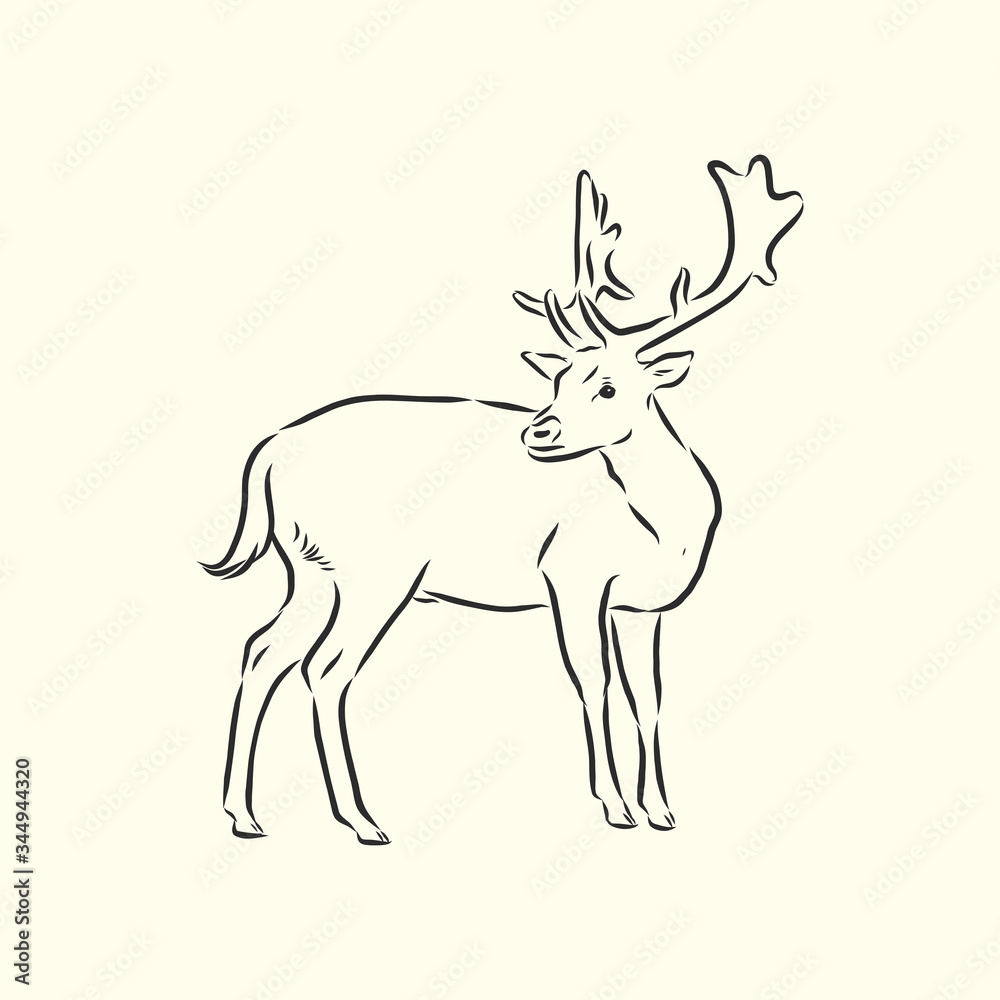 Hand drawn. forest deer, vector sketch illustration