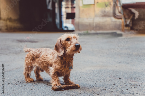 a cute ginger dog brought a stick while playing in a yard