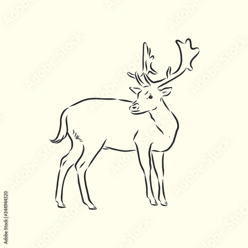 Hand drawn. forest deer  vector sketch illustration