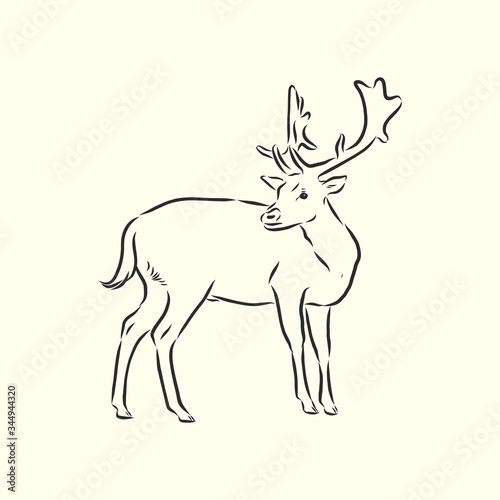 Hand drawn. forest deer, vector sketch illustration