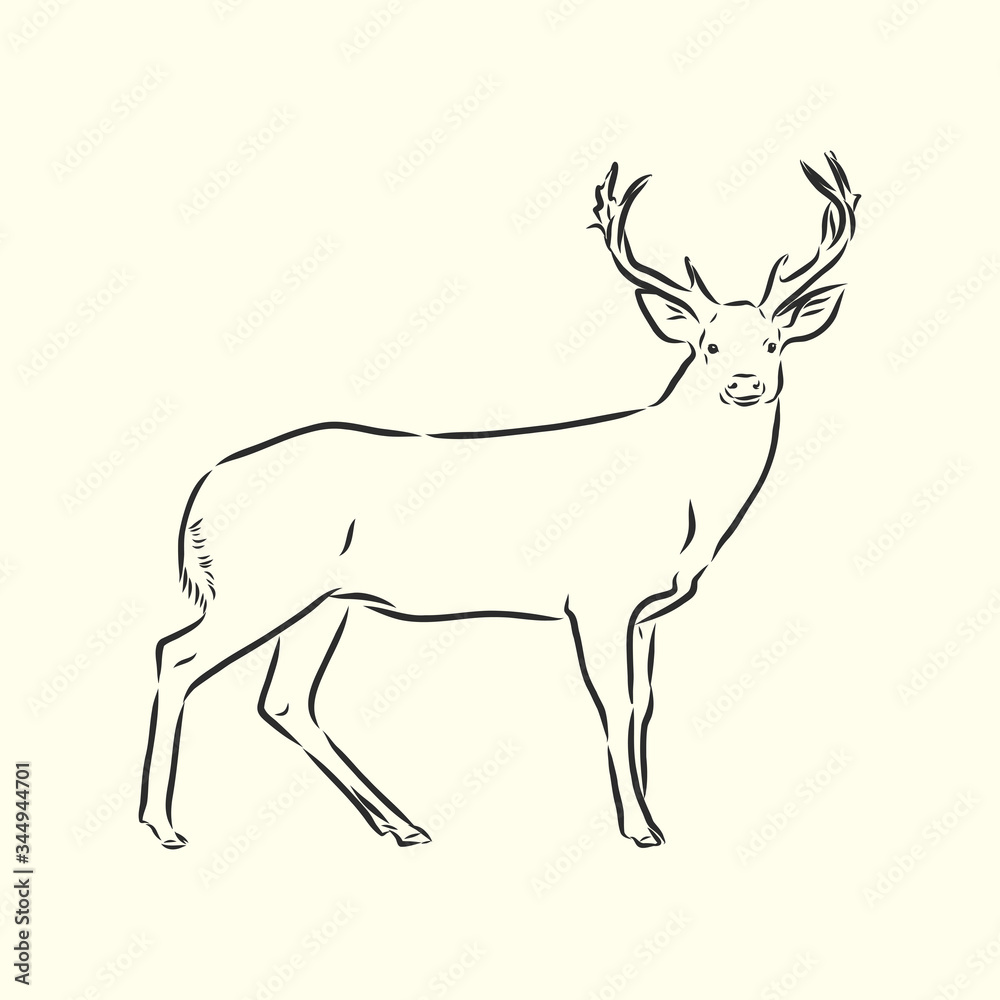 Obraz premium Hand drawn. forest deer, vector sketch illustration