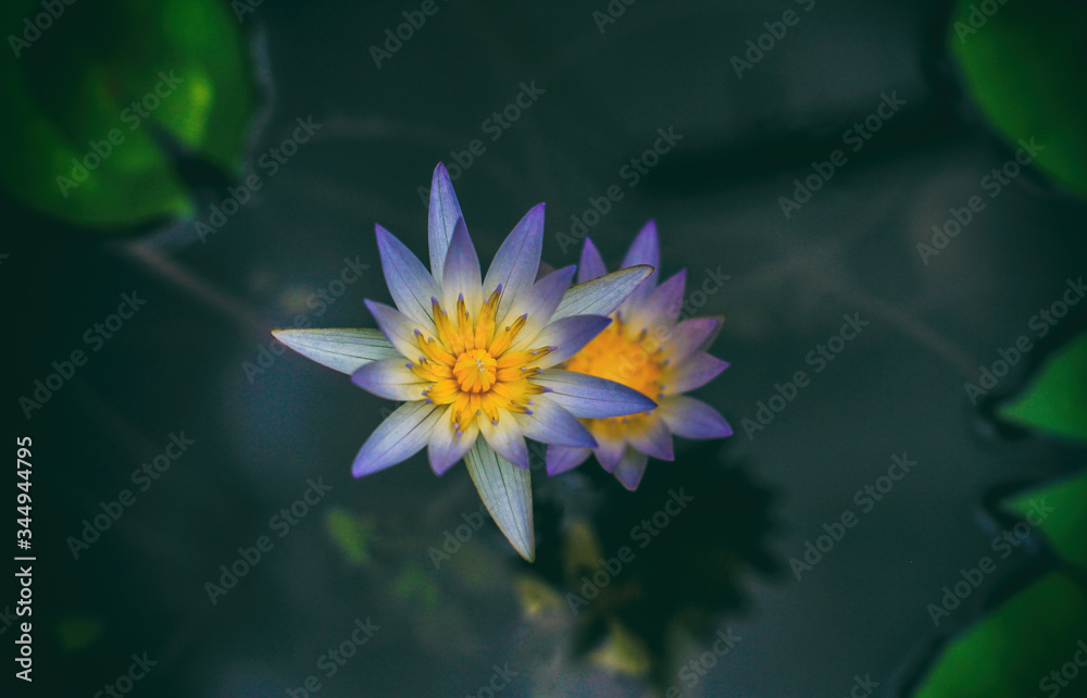 Two blooming blue Lotus flowers in a lake Two blooming blue Lotus flowers in a lake