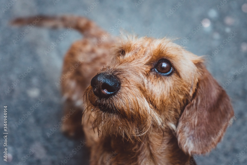 a smart dachshund dog on grey background close up