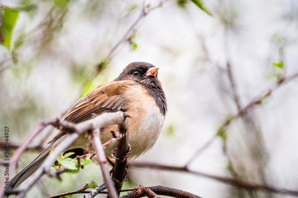 Fototapeta premium Dark Eyed Junco (Junco hyemalis) perched on a tree branch in a birch tree, California; selective focus, shallow depth of field