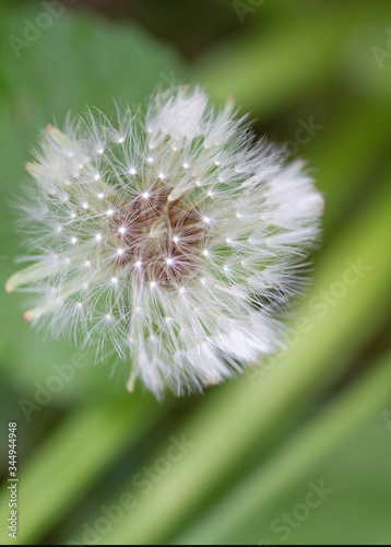 Pusteblume