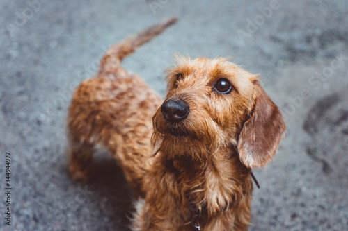 a smart dachshund dog standing on the asphalt 