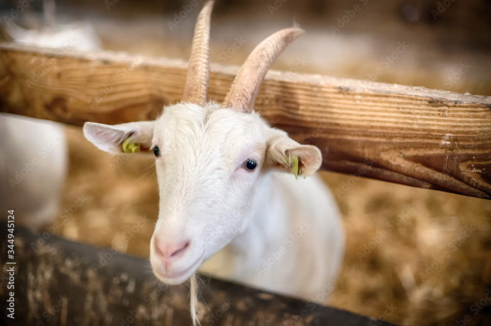 Beautiful white goat with horns stands in a barn Beautiful white goat with horns stands in a barn