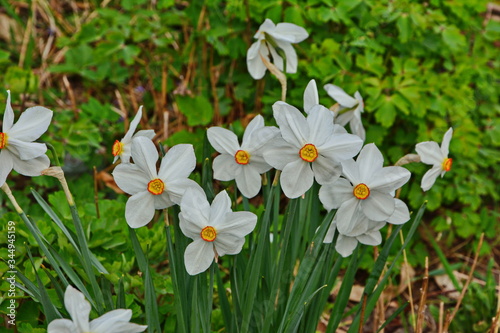 Spring flowers Narcissus poeticus, also called Poet's narcissus. photo