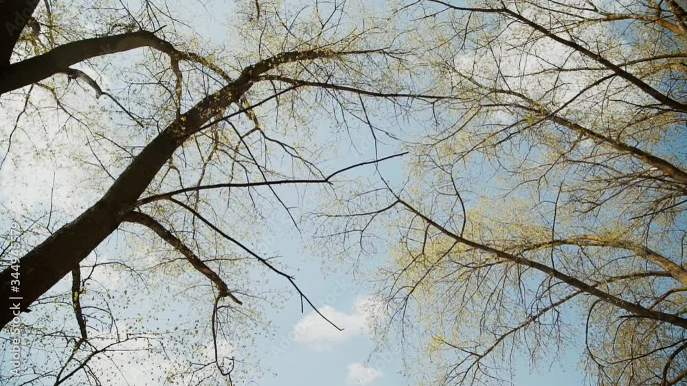 Branches of large trees with young, fresh, small, green, light green leaves, blue sky with white clouds Branches of large trees with young, fresh, small, green, light green leaves, blue sky with white clouds