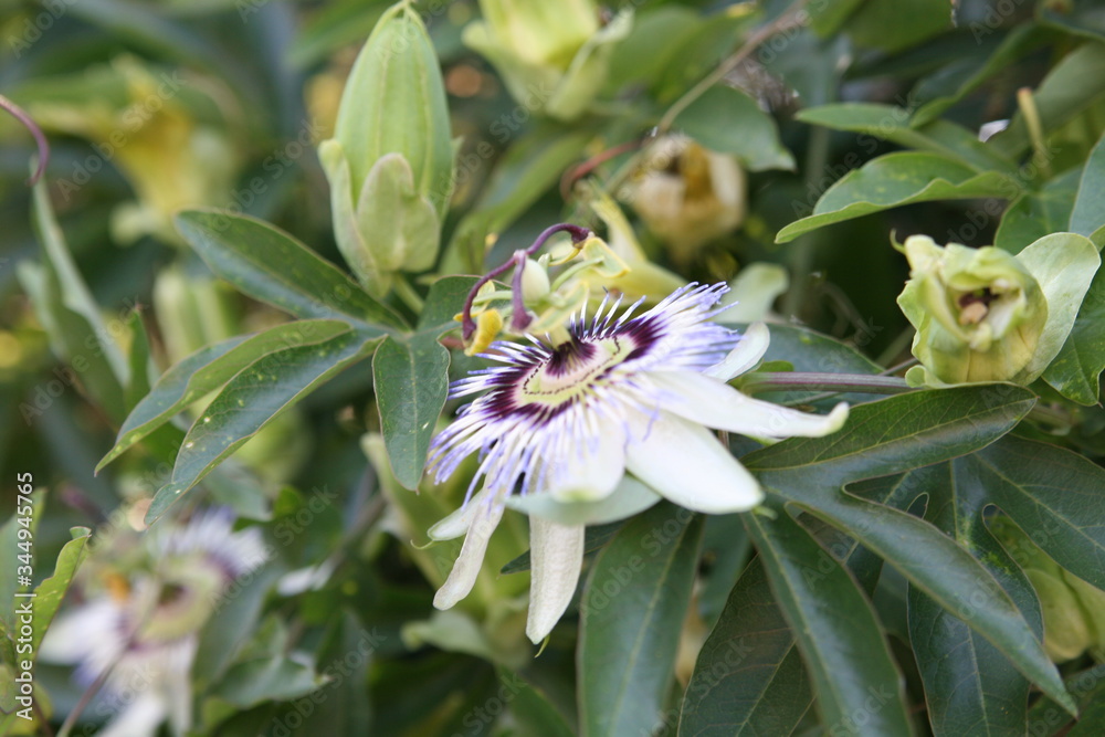 Obraz premium bee on a flower