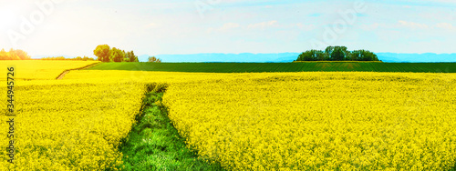 Spring landscape background banner - Beautiful panorama from a Canola Field in Germany © Corri Seizinger