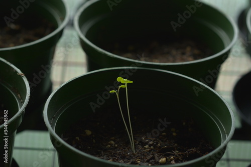 Seedlings sprouting in a pot