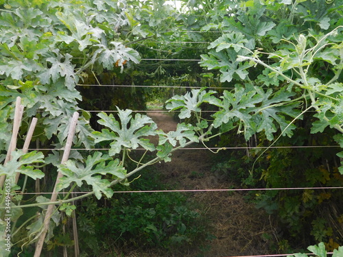 fresh, plant, healthy, closeup, medicine, health, gourd, organic, herb, vegetable, green, carrot, veggies, farmer, KOROLA, bitter melon, field, traditional, delicious, climber, tree, bitter gourd photo