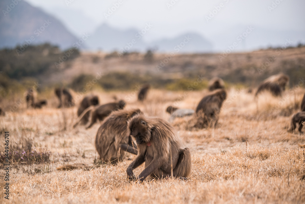 Fototapeta premium monkeys and baboons on top of mountains in Ethiopia