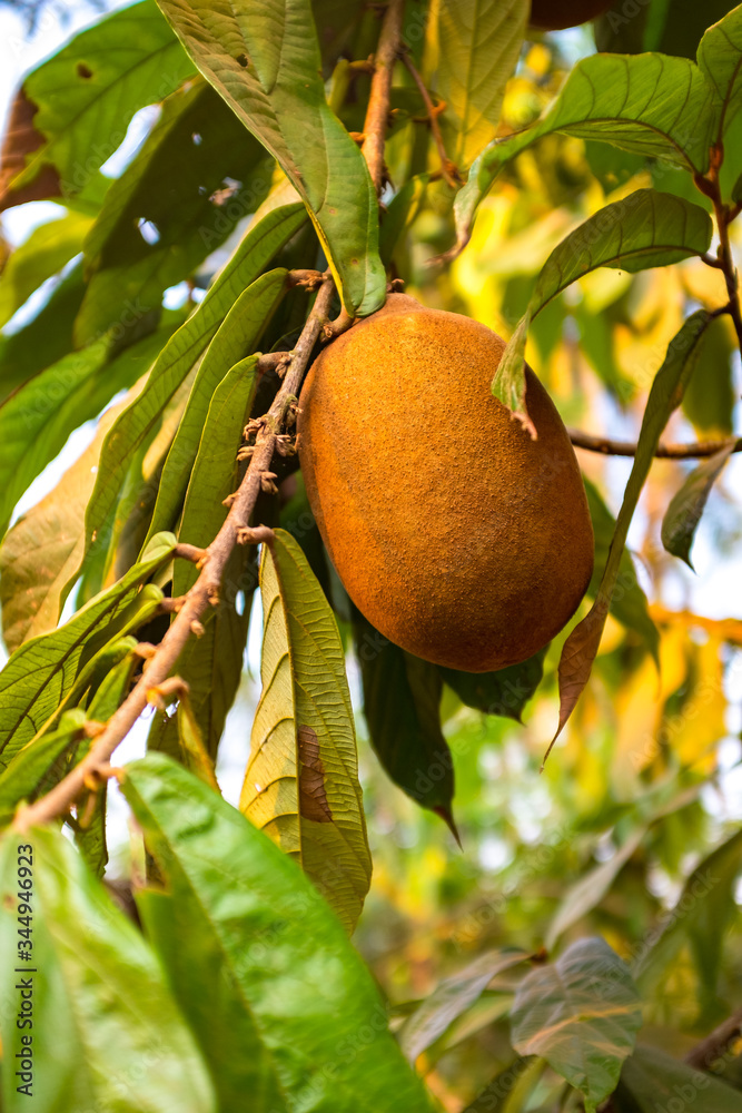 Exotic Cupuaçu (Theobroma Grandiflorum) Fruit on Tree, Super Amazonian Fruit with Extraordinary Nutritional and Cosmetic Properties in Riberalta, Beni / Bolivia