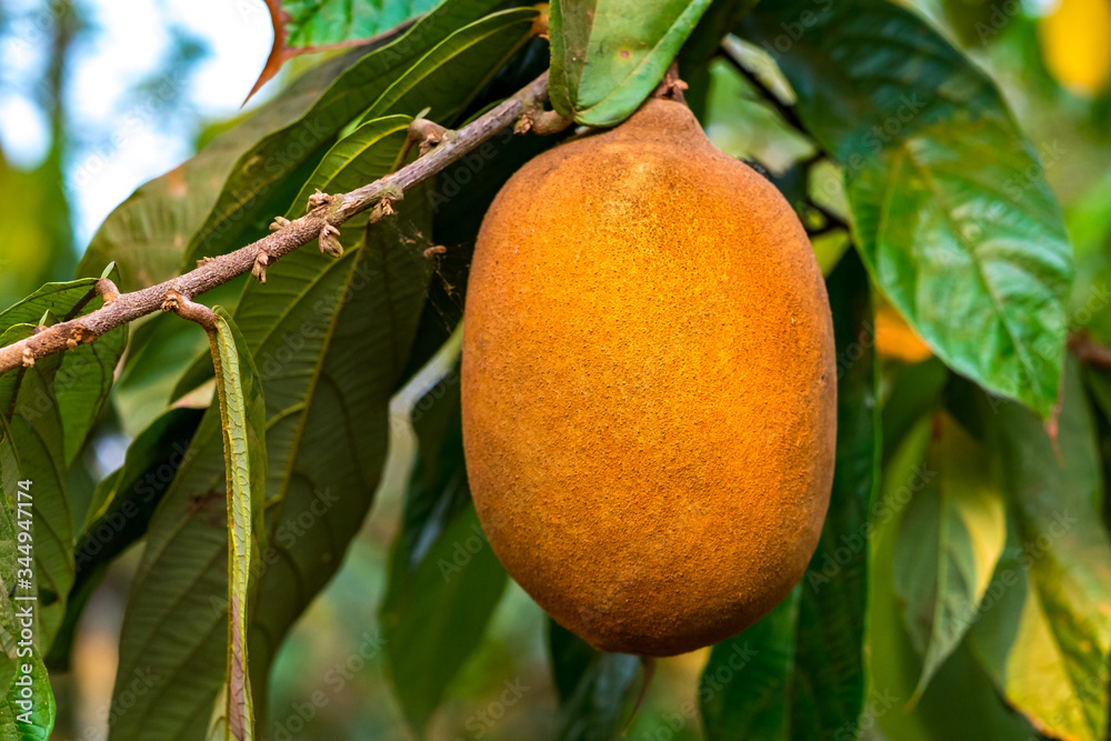Exotic Cupuaçu (Theobroma Grandiflorum) Fruit on Tree, Super Amazonian Fruit with Extraordinary Nutritional and Cosmetic Properties in Riberalta, Beni / Bolivia