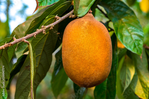 Obraz na płótnie Exotic Cupuaçu (Theobroma Grandiflorum) Fruit on Tree, Super Amazonian Fruit with Extraordinary Nutritional and Cosmetic Properties in Riberalta, Beni / Bolivia w salonie