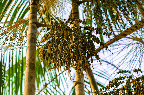 Açaí Palm or Asai Tree (Euterpe oleracea) with Fruits in the Bolivian Amazonian in Riberalta, Beni / Bolivia photo