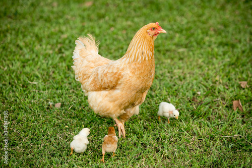Hen with chickens on the grass