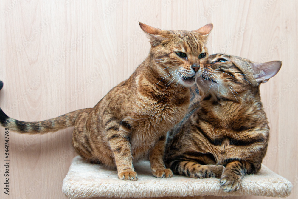 Bengal cats caress each other, love