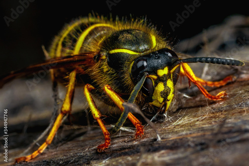 Wasp in nature. Dangerous wasp on the gray wood close-up. © Nikolay Popov