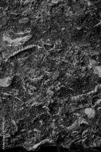Shells texture.