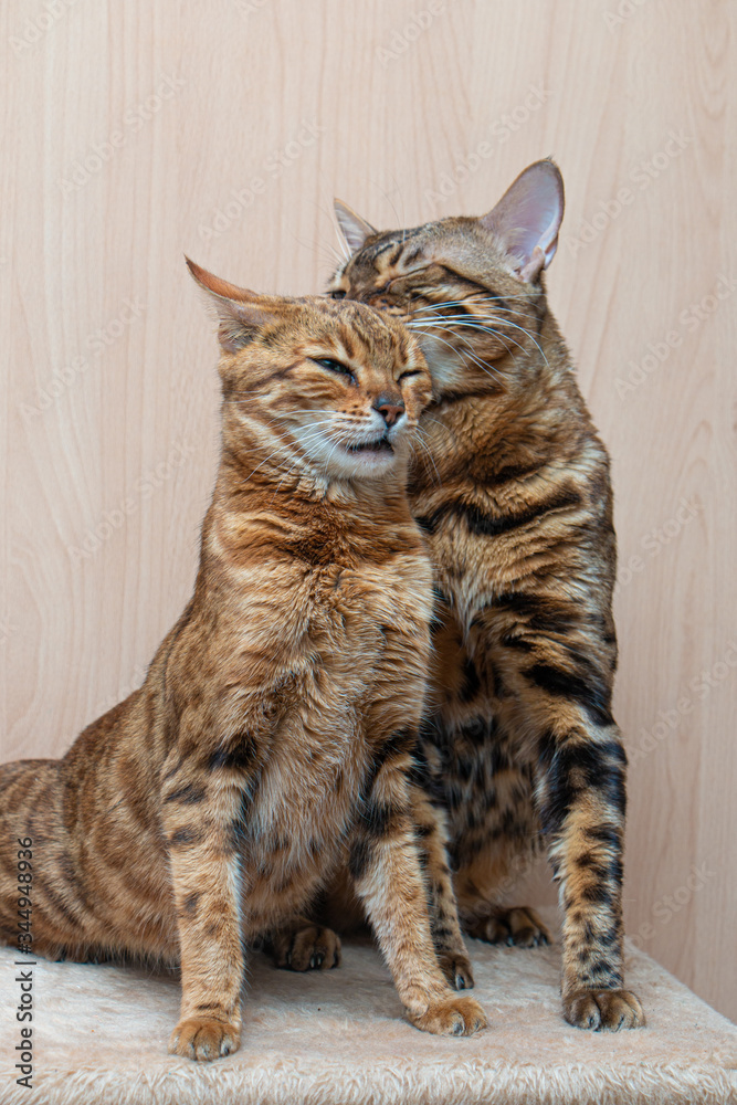 Bengal cats caress each other, love