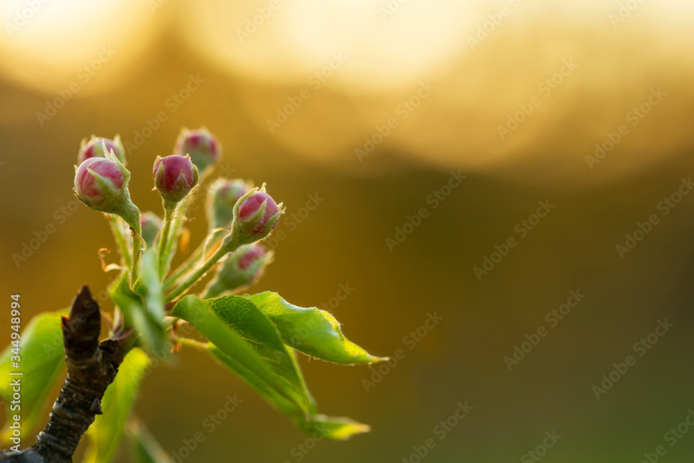 Branches of European pear (Pyrus communis) in bloom on a beautiful bokeh background. Pyrus communis, known as the European pear or common pear is a species of pear native to central and eastern Europe Branches of European pear (Pyrus communis) in bloom on a beautiful bokeh background. Pyrus communis, known as the European pear or common pear is a species of pear native to central and eastern Europe